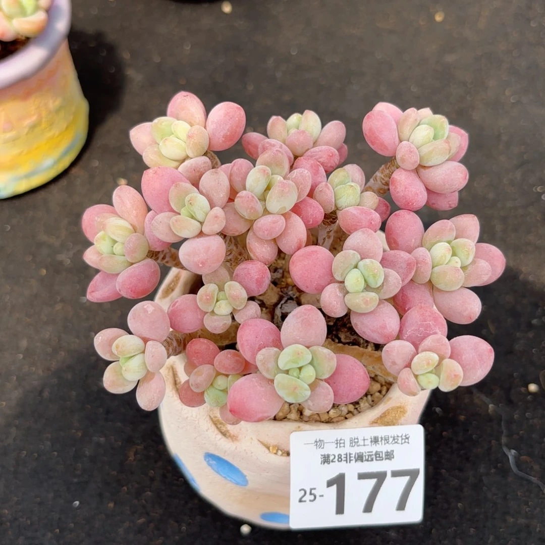 韩系鱼子酱老桩多肉多肉