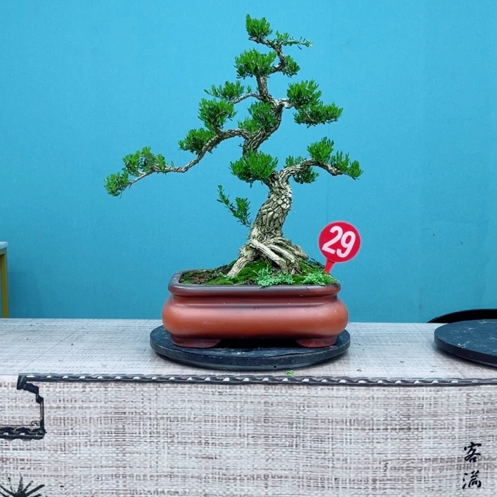 ****变无花朵黄杨广东雀舌精品