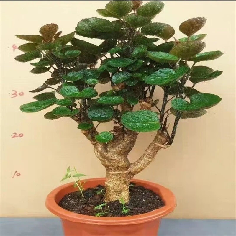 福禄桐圆叶金钱兜大型盆栽室内客厅办公室绿植钱多多金钱树好植物