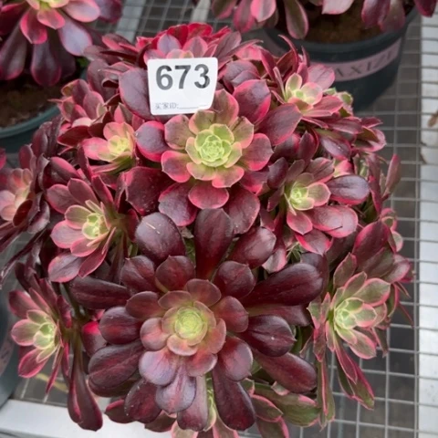 673金丝雀30厘米左右