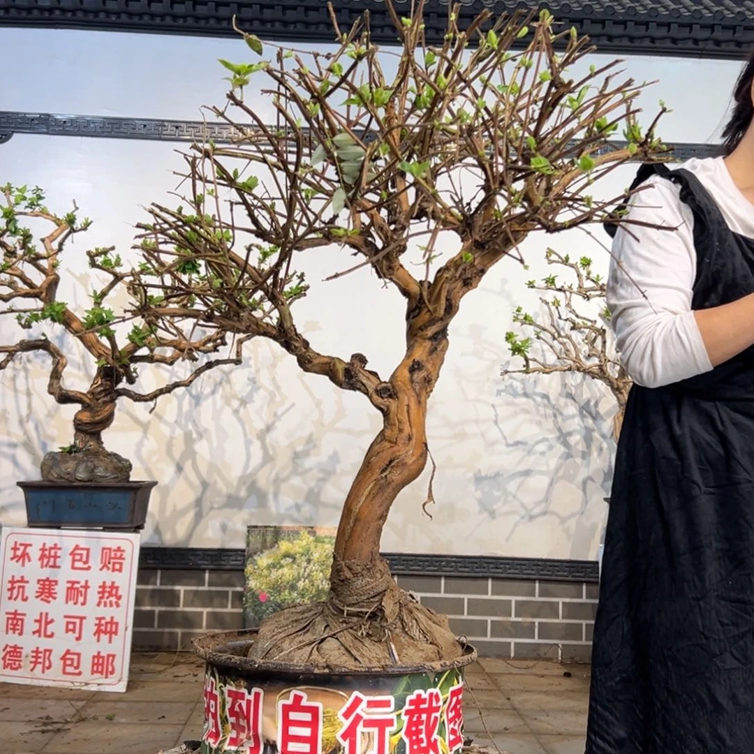 无花朵金银花88888