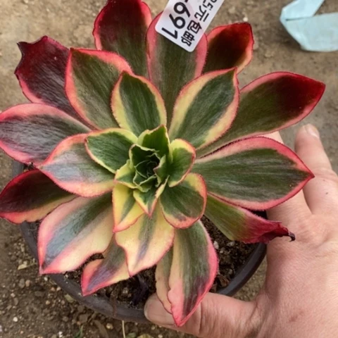 691魅影满25包邮多肉