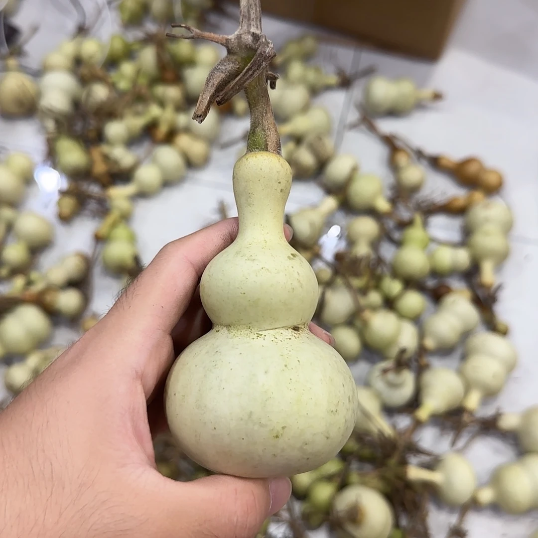 小***师葫芦ejdjdjsjsnsnsnssn