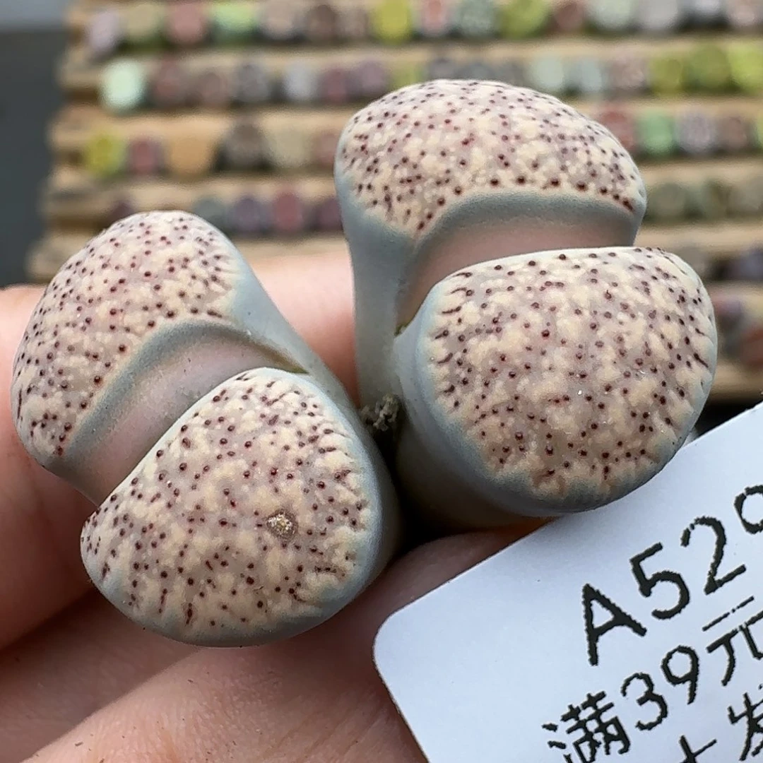 529多肉哈哈哈哈哈哈哈