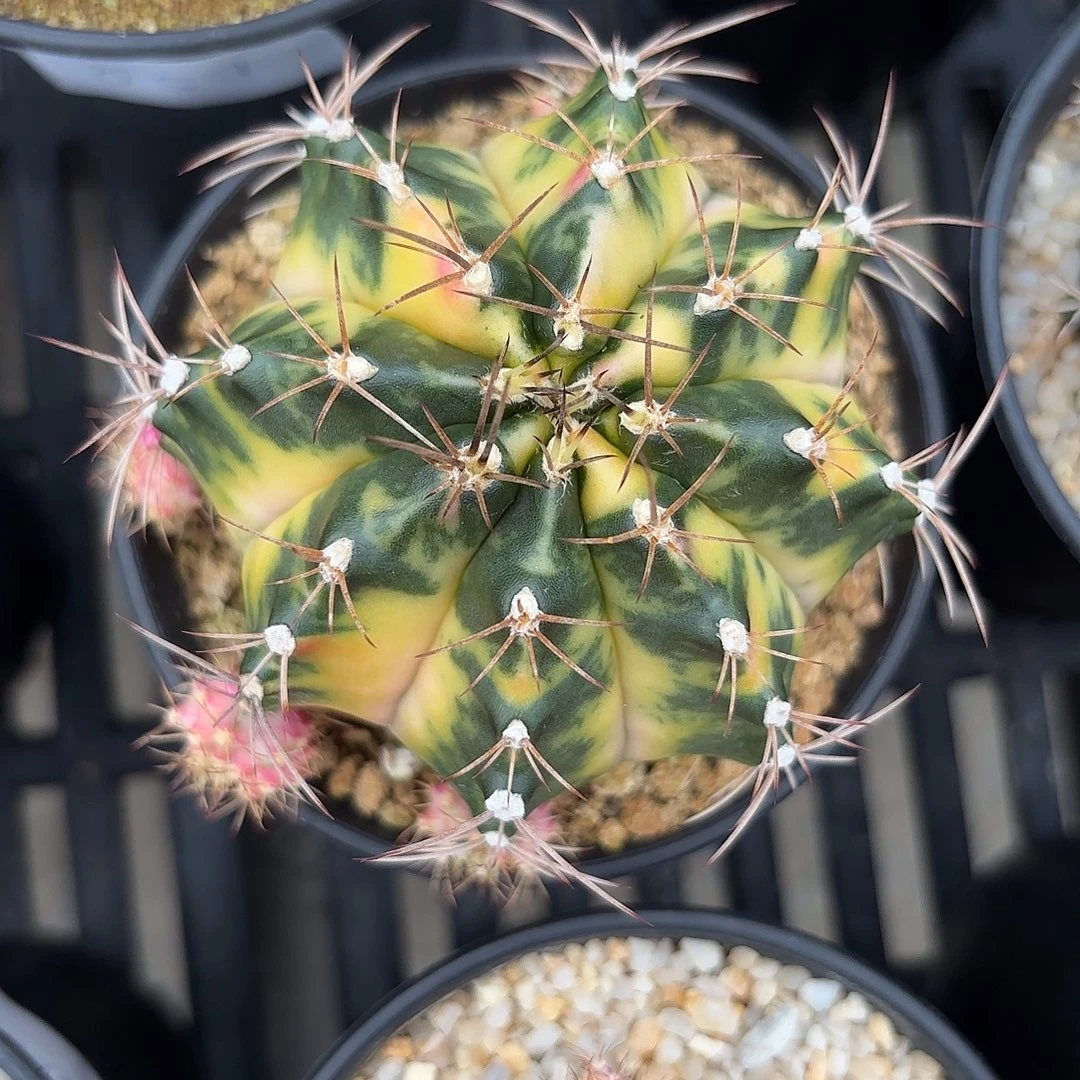 Z838-1107泰国米哈白衣天使