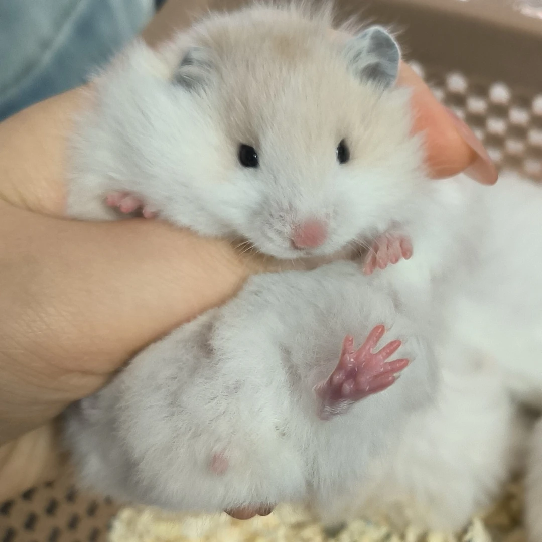 家养直毛波利脱敏小鼠