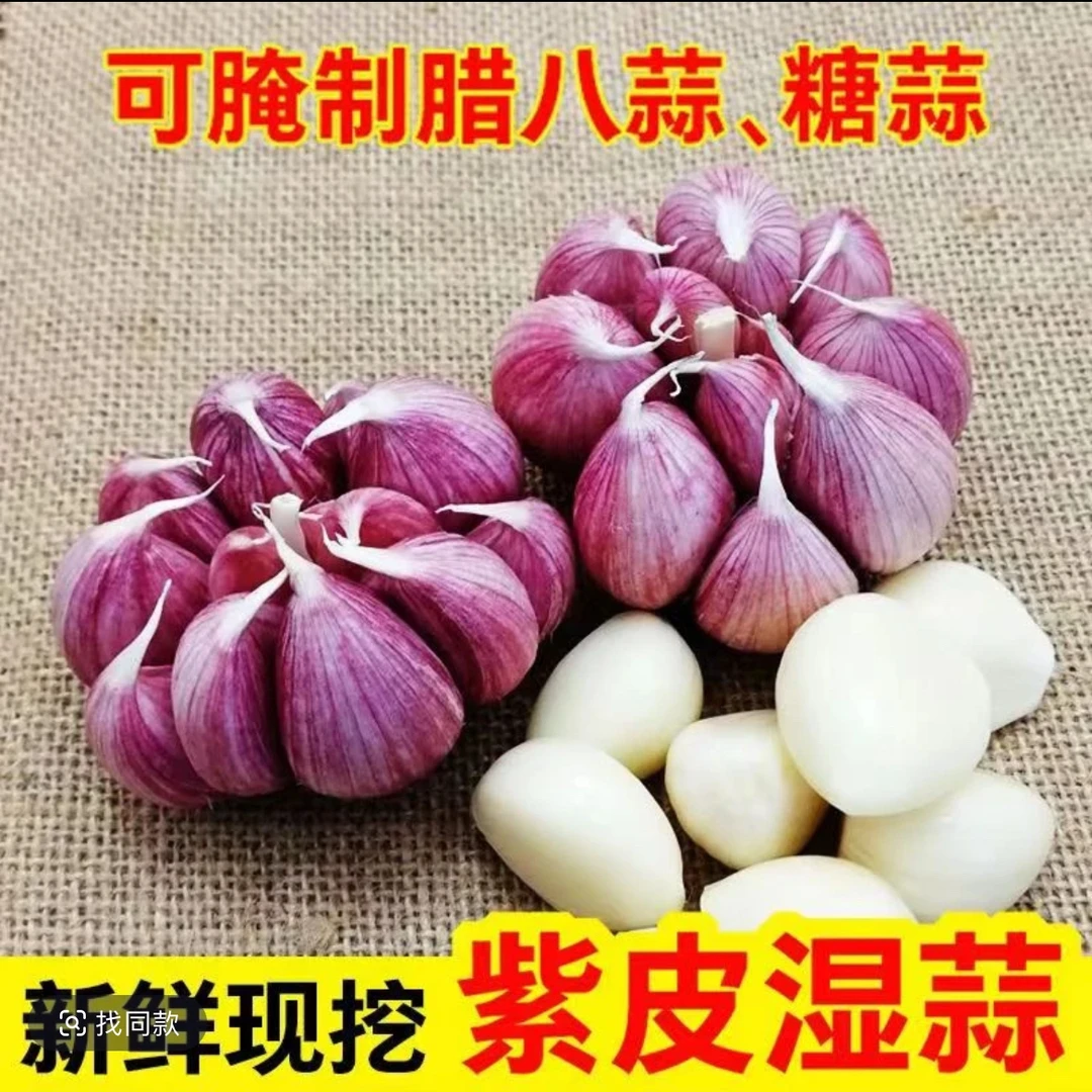 新鲜大果当季2025年农家红皮鲜蒜特大紫皮大蒜优质蒜种糖蒜腌制