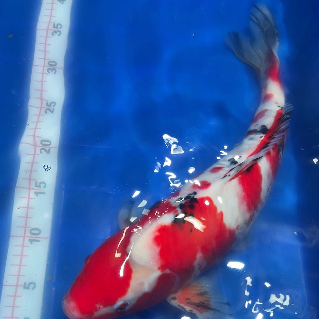 用***9海水鱼大正锦鲤一条