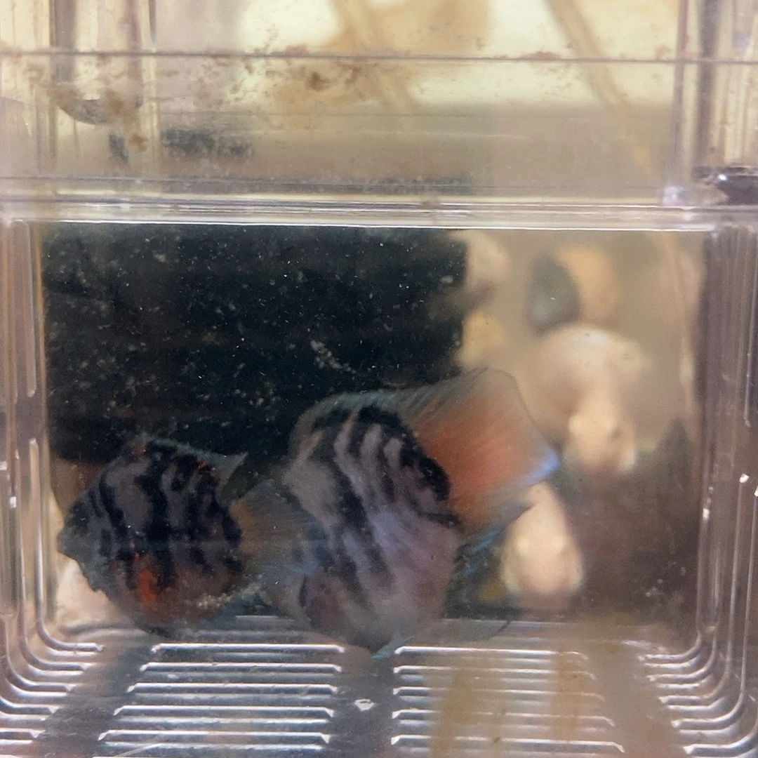 海水鱼桃心缩尾摩卡鹦鹉