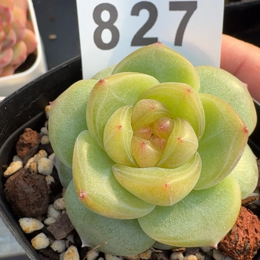 香妃珍妮       精品多肉