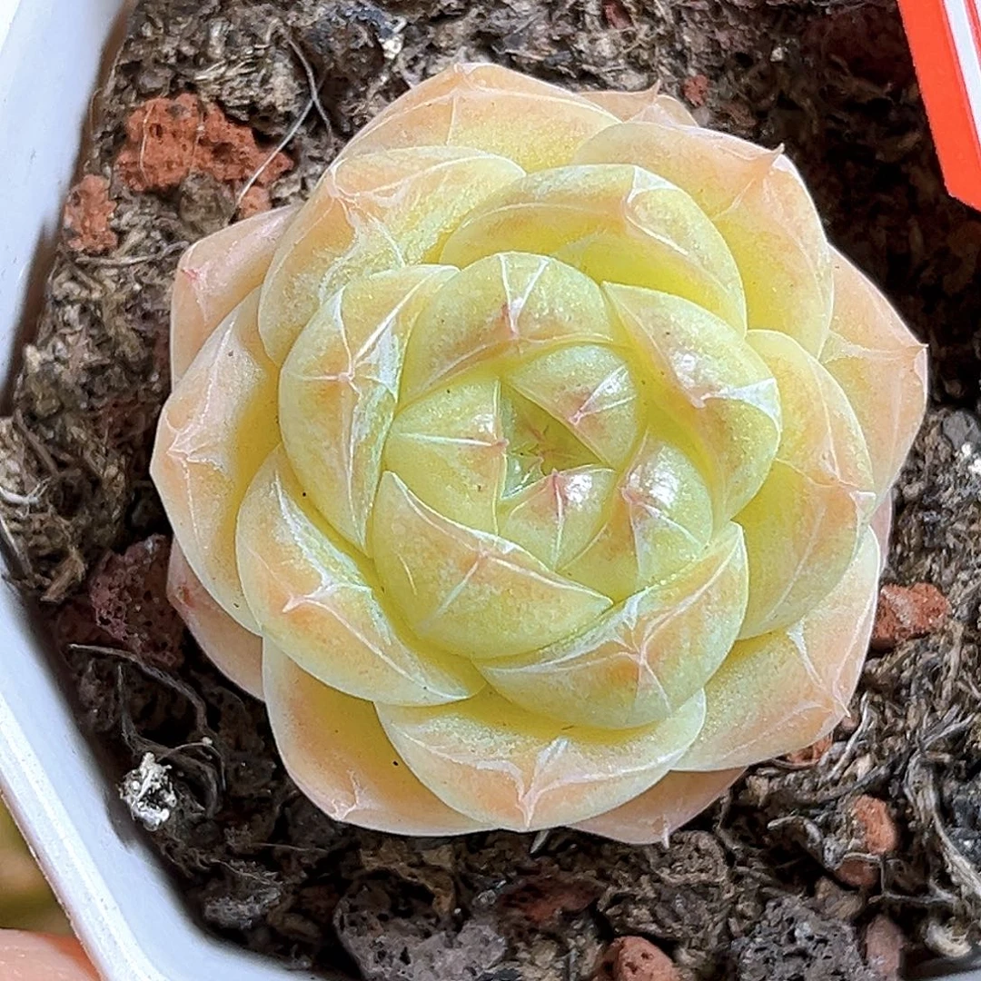 F380一物一拍 夏末