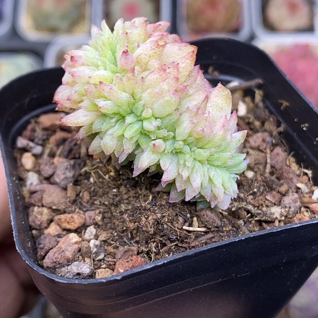 糖心石化变异缀化6.5厘米盆