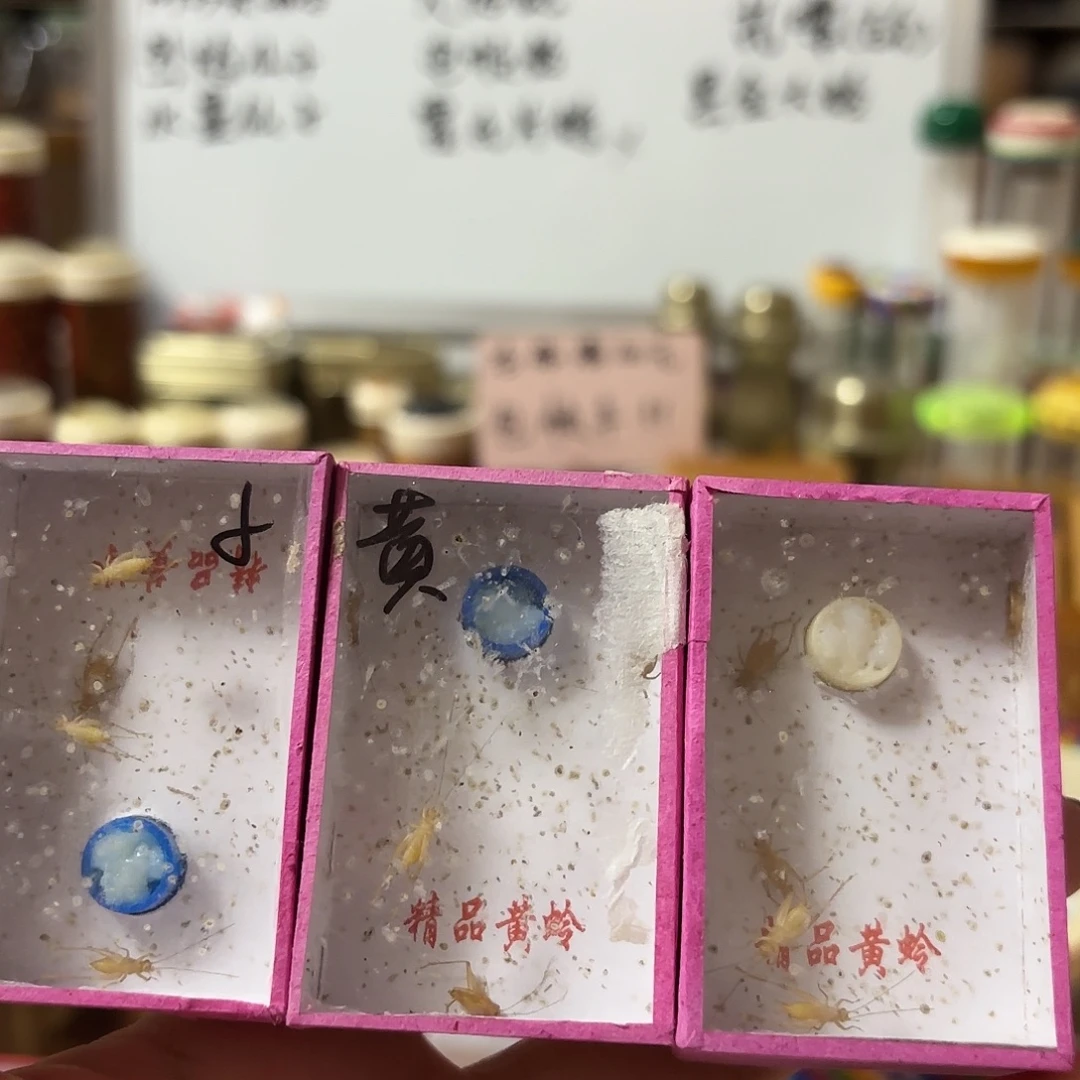 三盒小黄 一盒5条