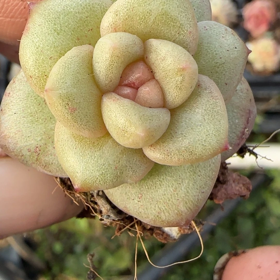 多肉小卡拉米糖心一物一拍