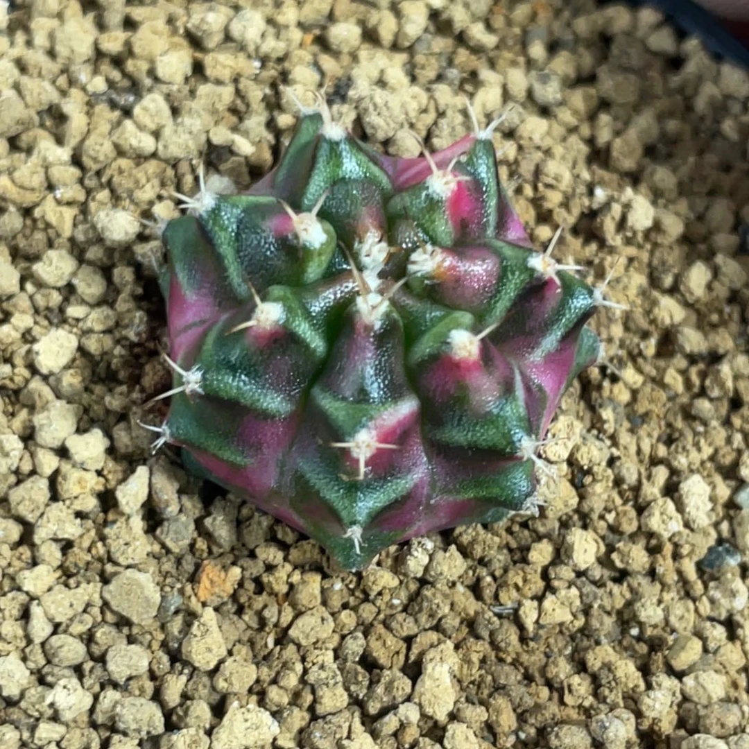当前无花朵，栽培后可花朵紫粉臀虎斑
