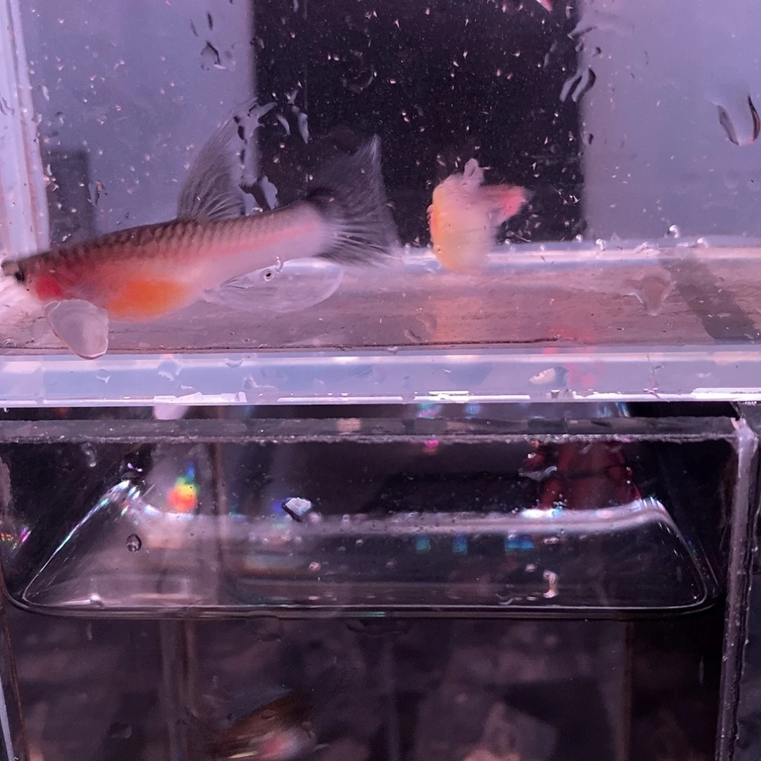 孔雀鱼玻璃猫一对