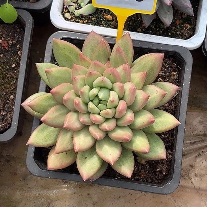 多肉植物米其林989