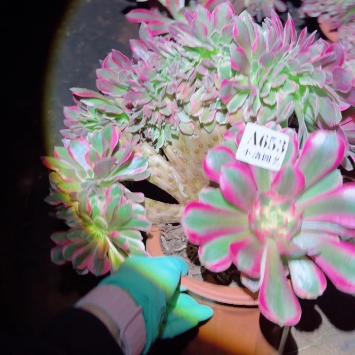 653粉女郎缀化多肉植物满28包邮
