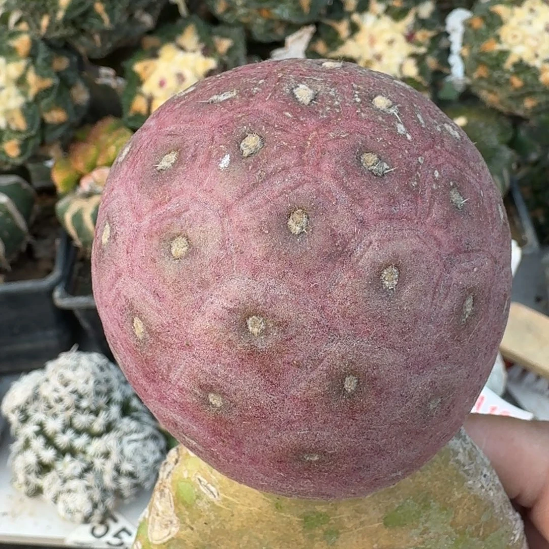 【闪购商品】大型紫皮鹅蛋习志野