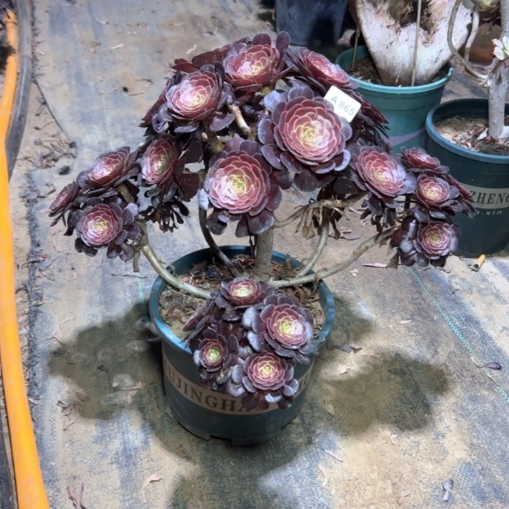 ?****。864黑萝莉多肉多肉多肉