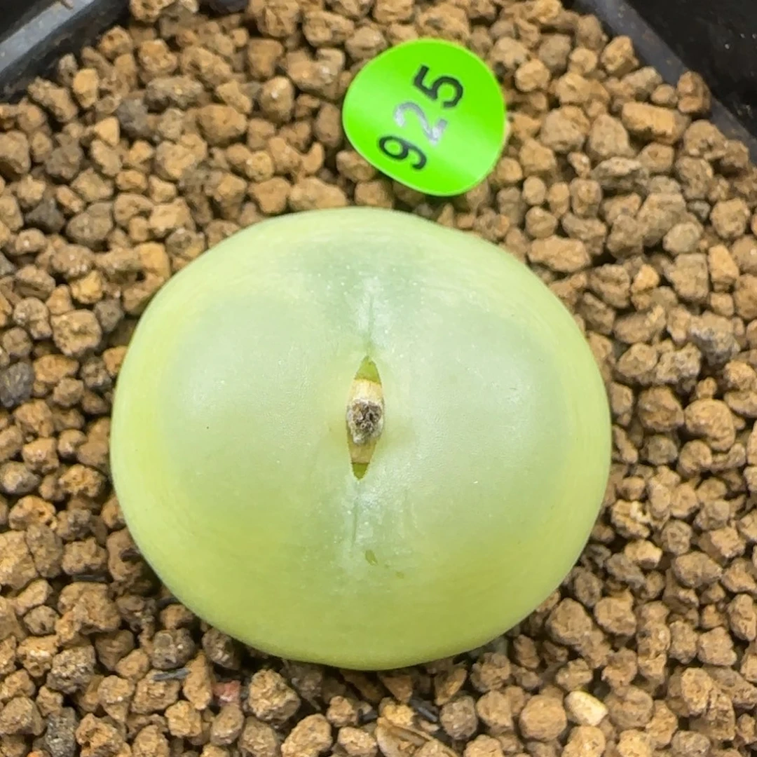 拉登2.88多肉植物925