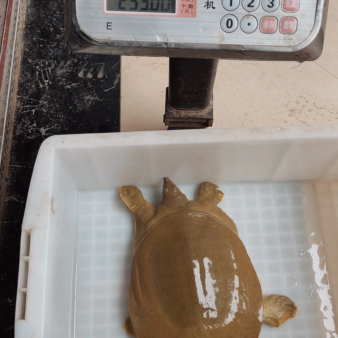 野生甲鱼包邮包活