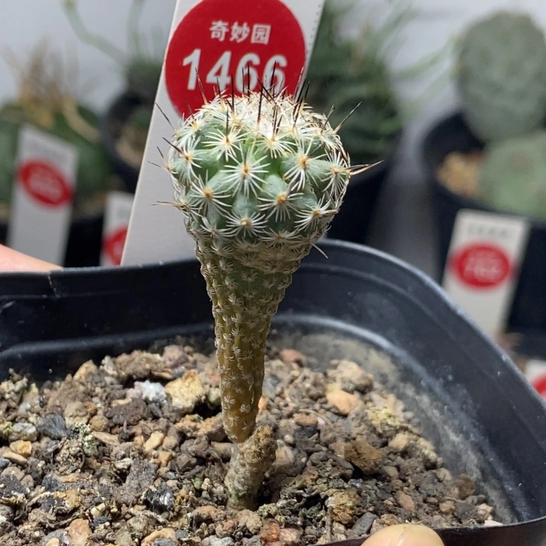 自根赤花美针玉1.8cm有崽