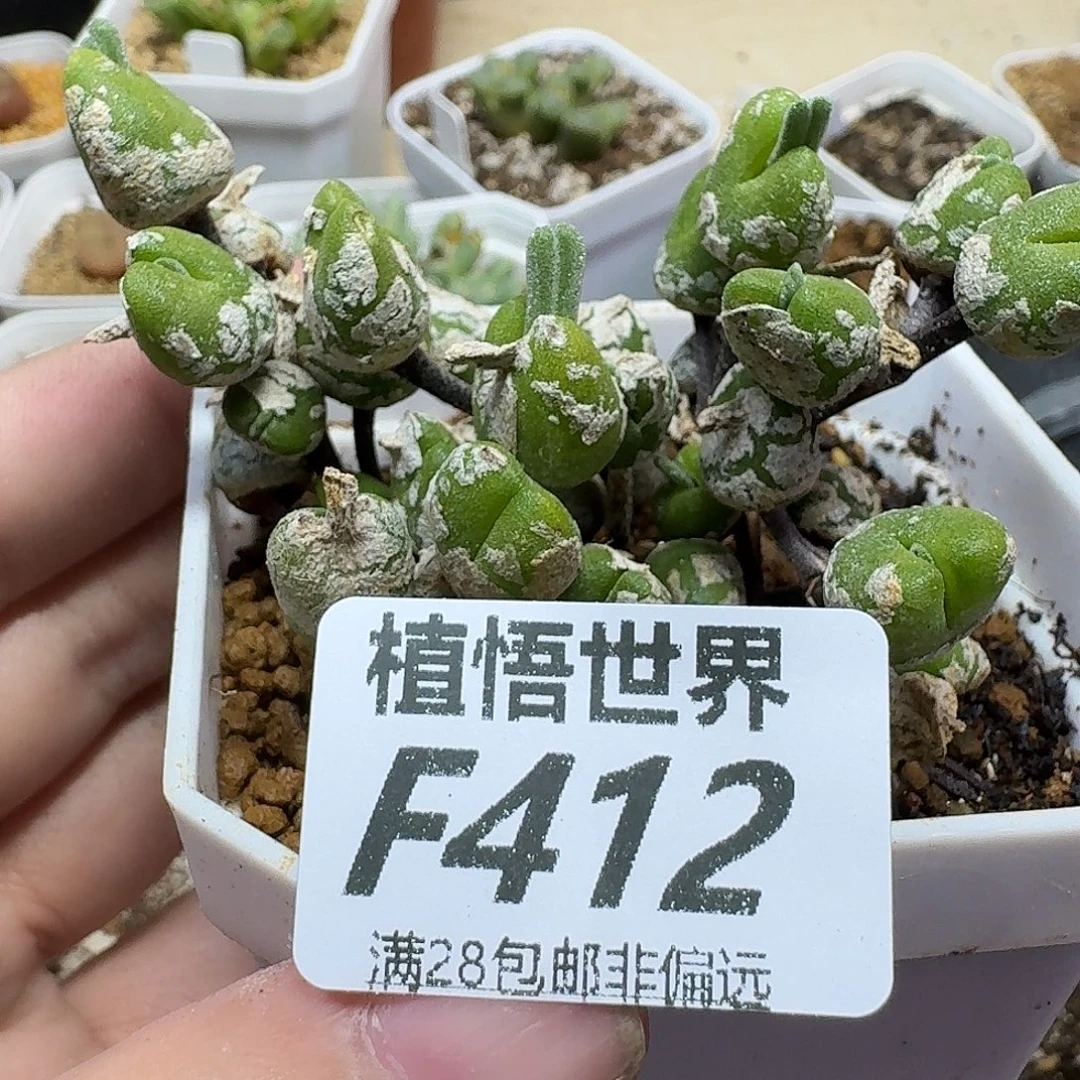 多肉W的人师父吧您bn