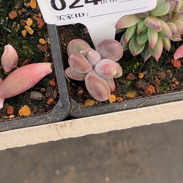 左***死x系美人系多肉植物24