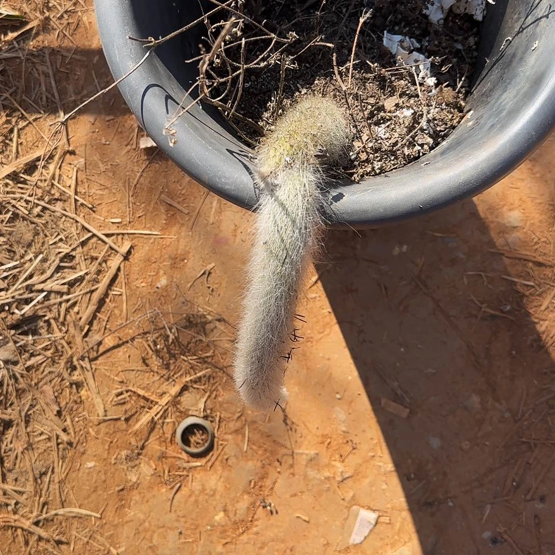 ╰***笑嘿嘿你的名字呢哈哈嘿嘿好帅