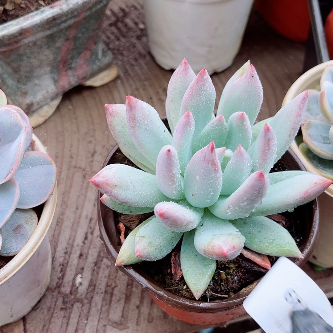 香***）26149多肉植物一物一拍