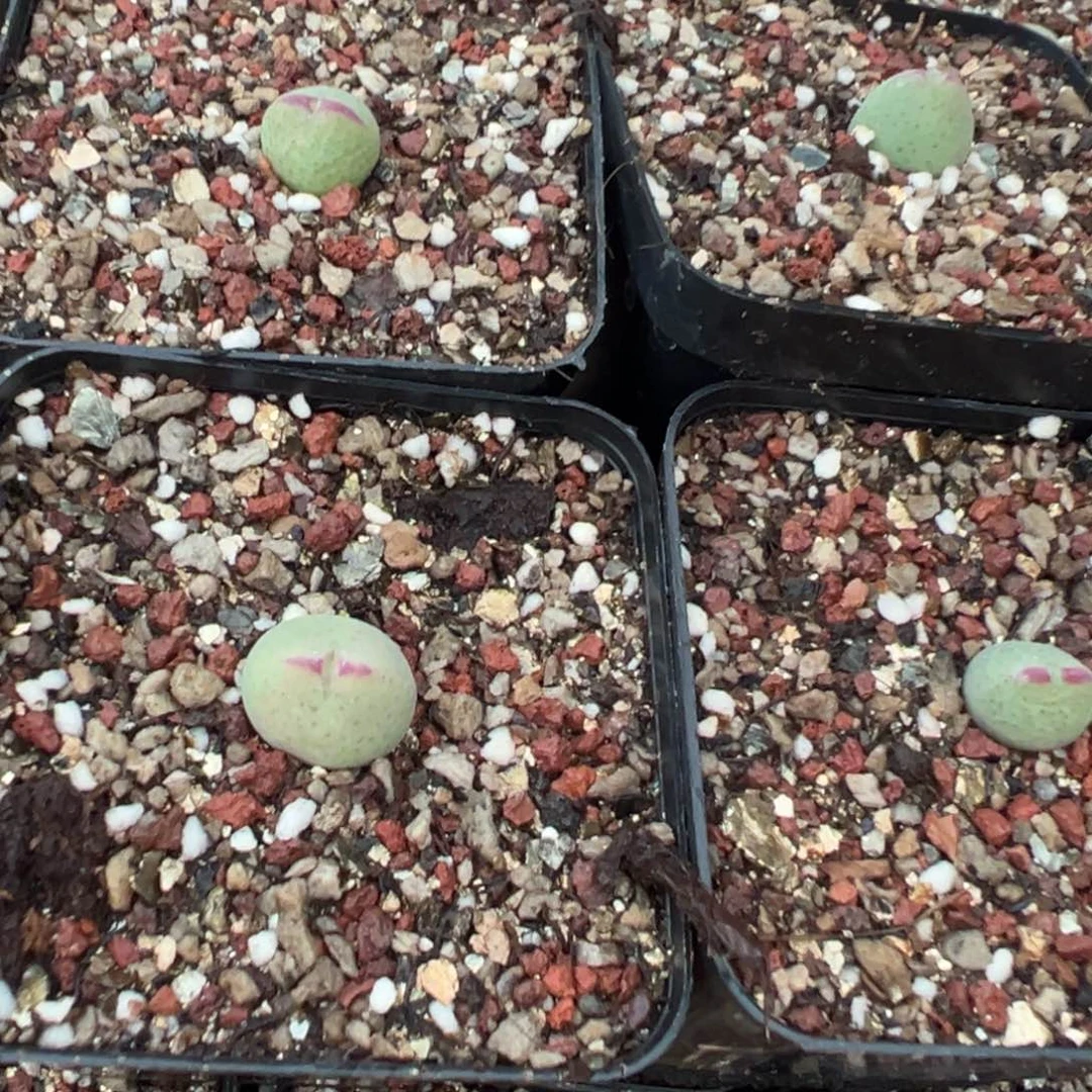 17-77量拍白花皮卡丘一颗