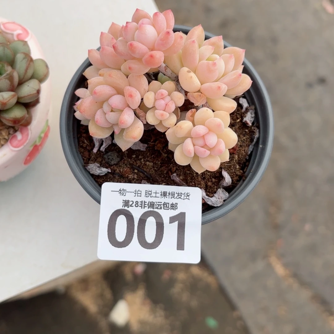 桃酥老桩无盆土发货