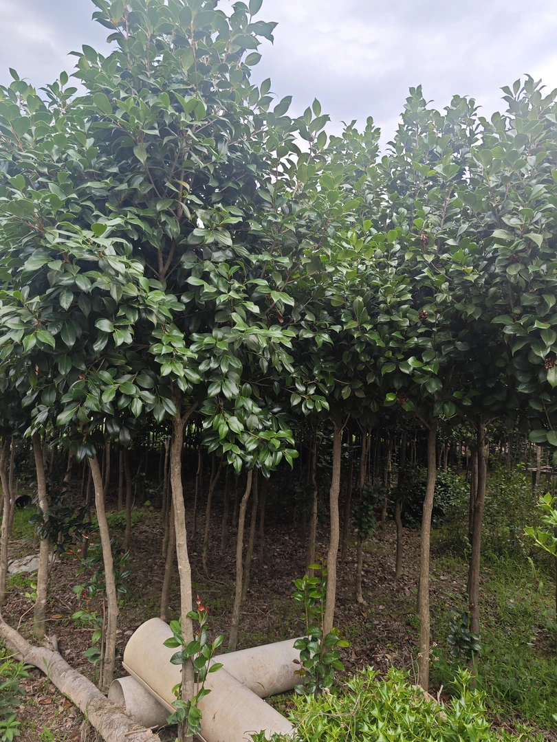茶花四季常青耐寒