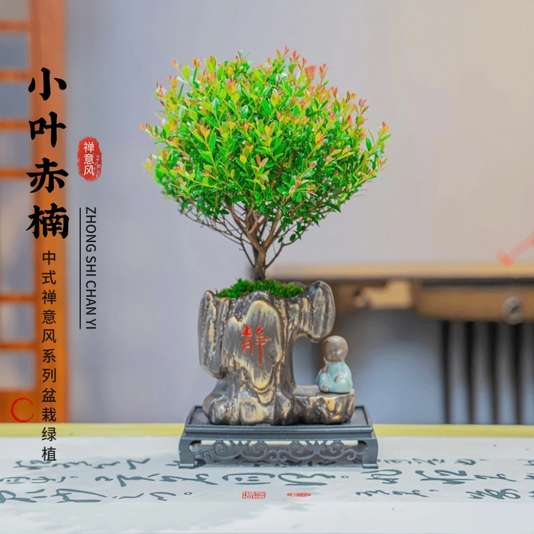 小叶赤楠老桩盆景好养植物办公室室内花卉桌面四季常青好养绿植