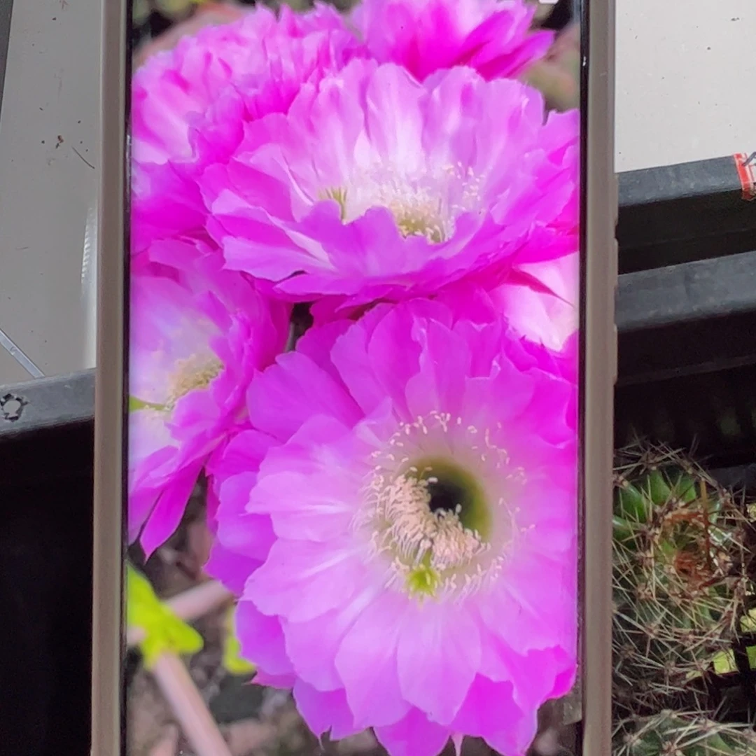 下78彩草39 无根歪侧芽4公分左右20包邮