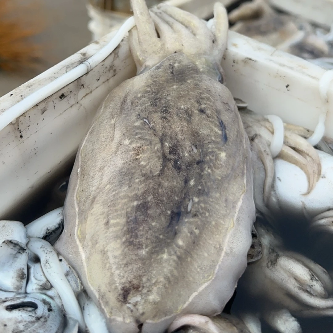 莱州当地野生鲜墨鱼新鲜干净鲜嫩京东包邮