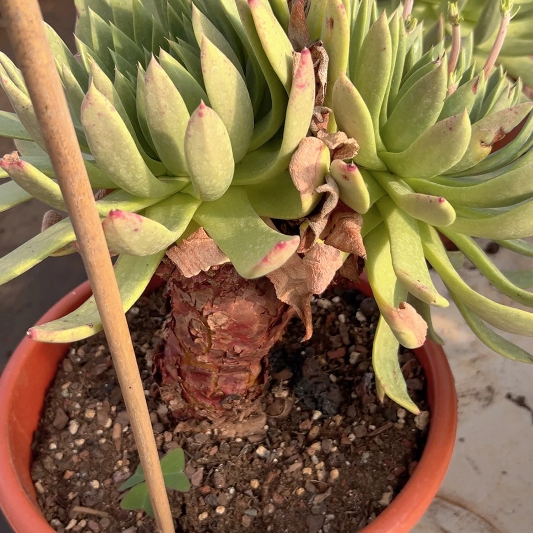 野生仙女杯进口一株