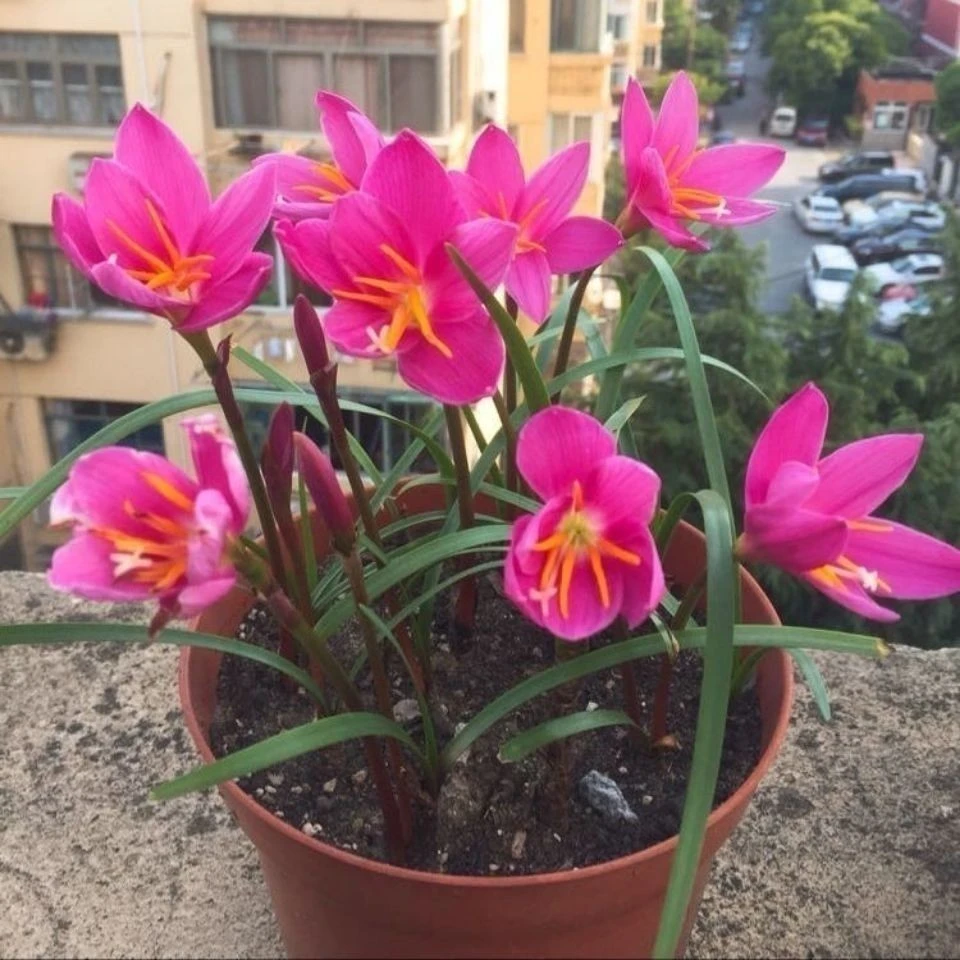 新疆包邮风雨兰种球四季开花浓香型重瓣葱栽室内阳台绿植花卉