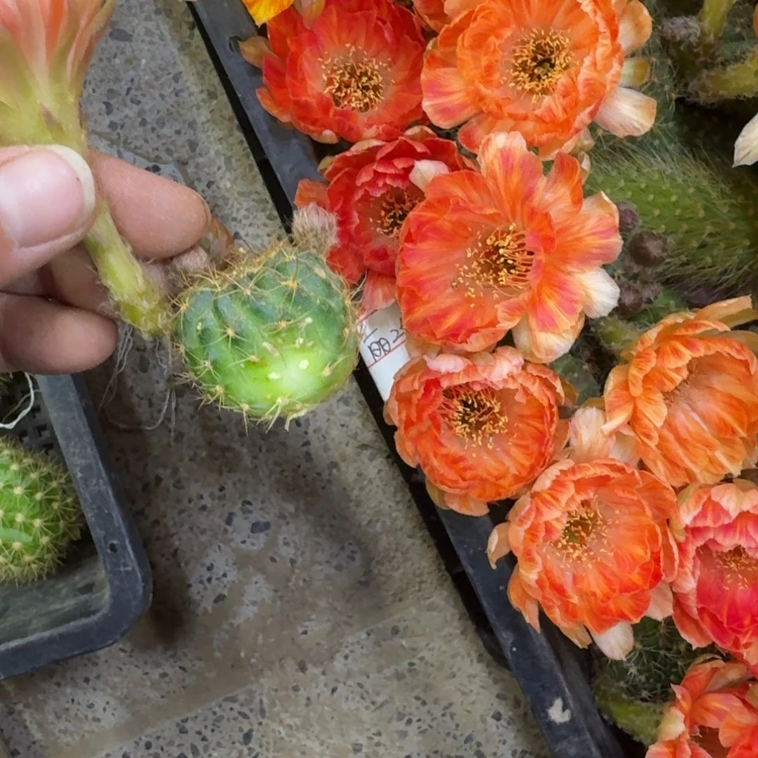 318丽花21歪无根侧牙3公分左右，20包邮