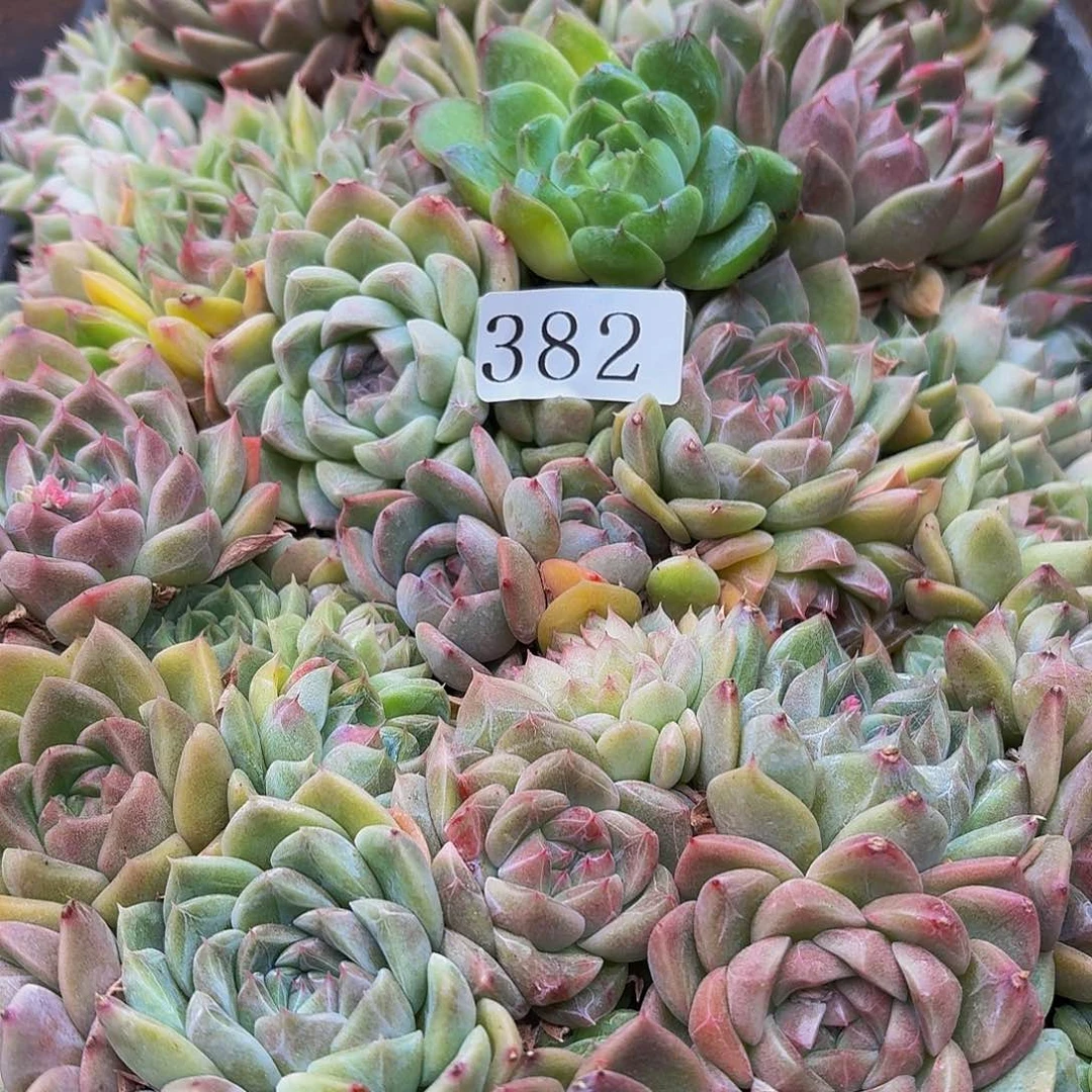 多肉植物多肉植物382