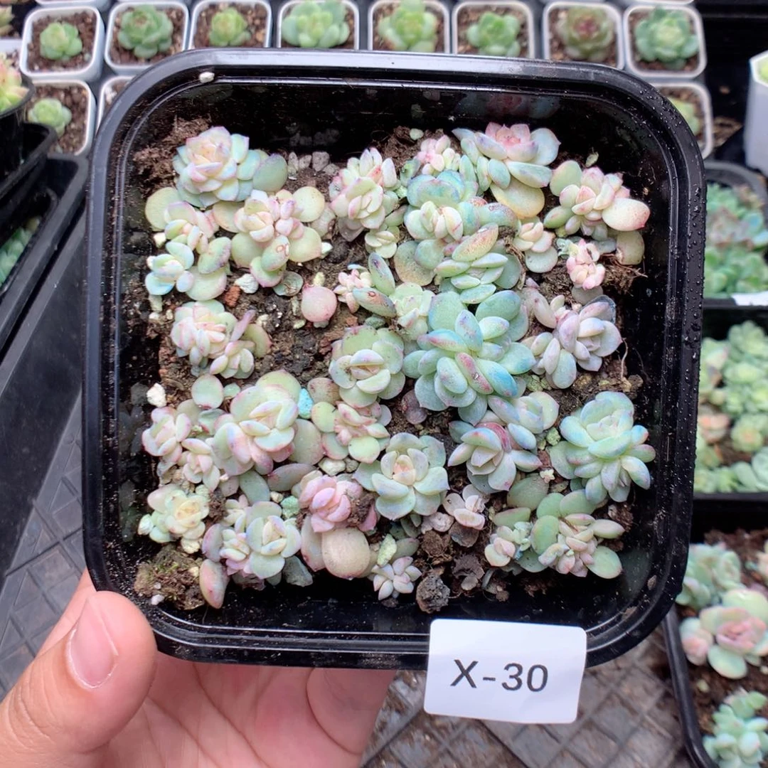 无花朵X30英语英语
