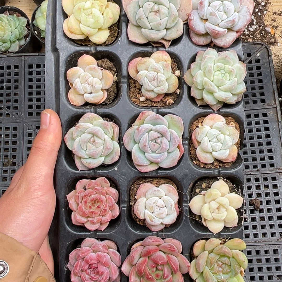 多肉一物一拍28-18