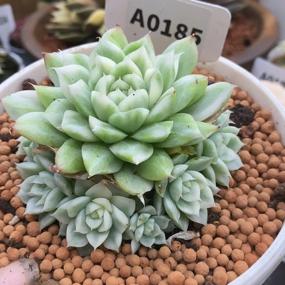 ㄨ***号185麦秆哈哈哈哈哈哈哈哈