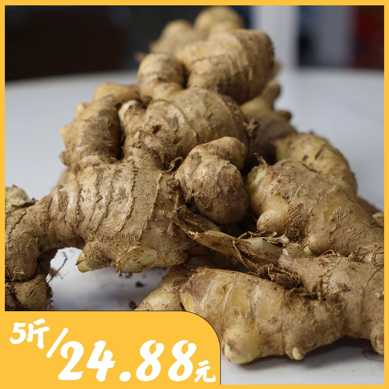 【现挖大黄姜】超大个头丨福建助农丨山地种植香味浓郁丨月子姜