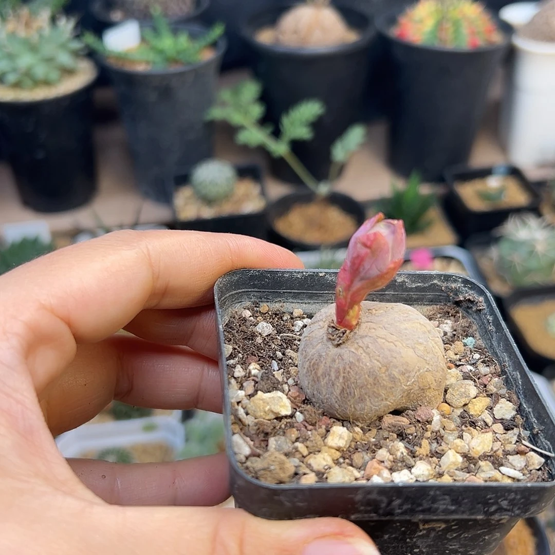 玫瑰大戟实生特价