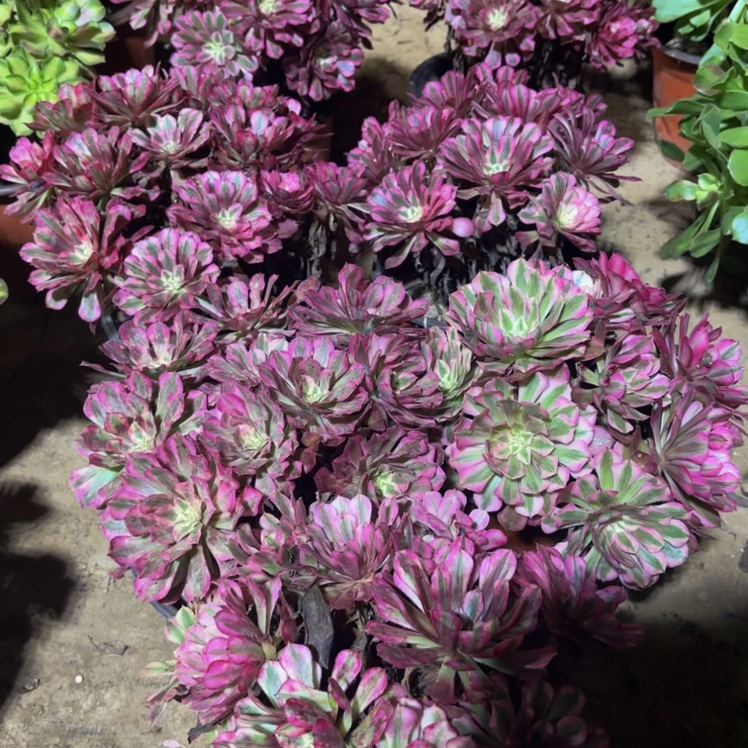 红铜壶超白锦12.8木质老桩掐心