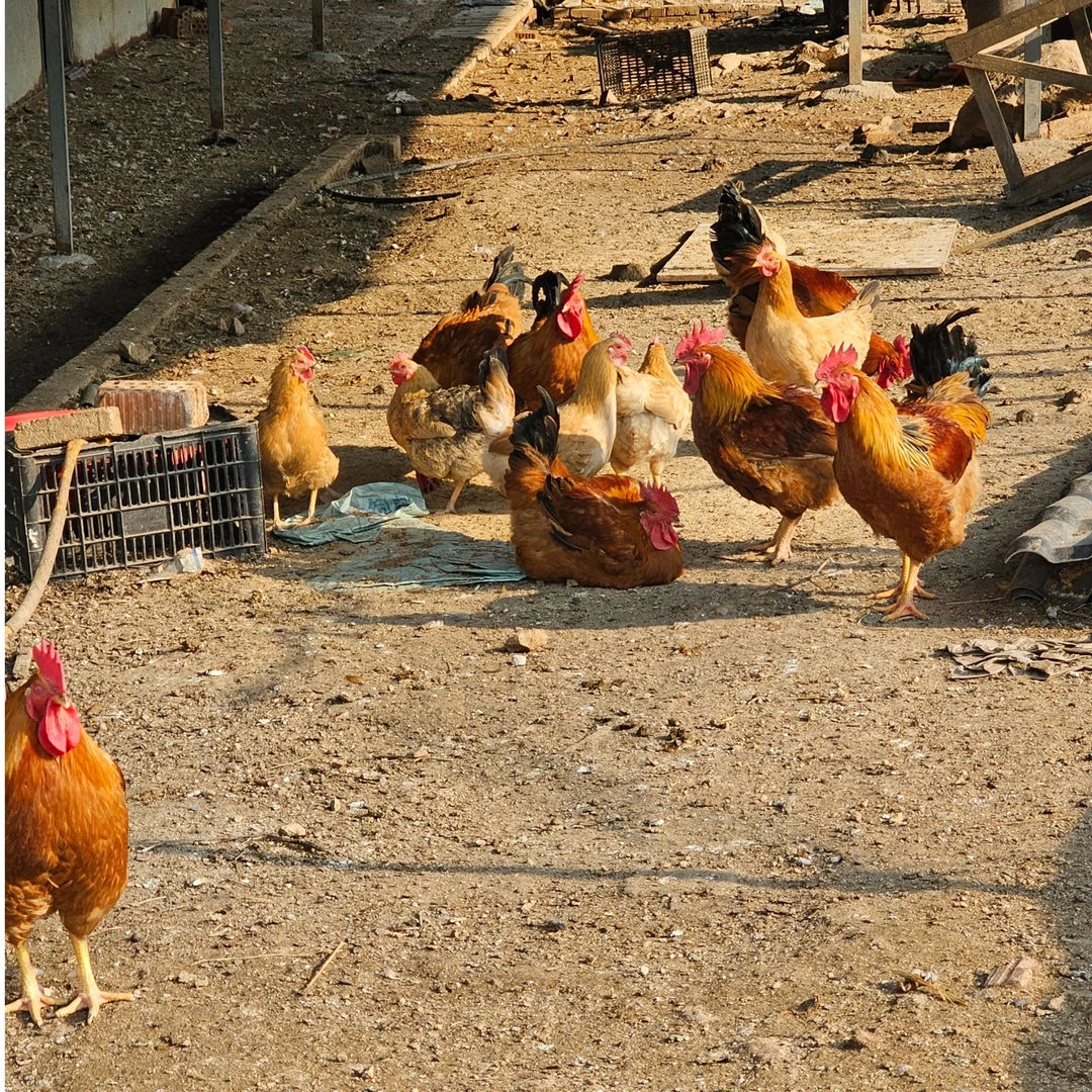 山庄正宗1年以上跑山老母鸡 现杀 新鲜