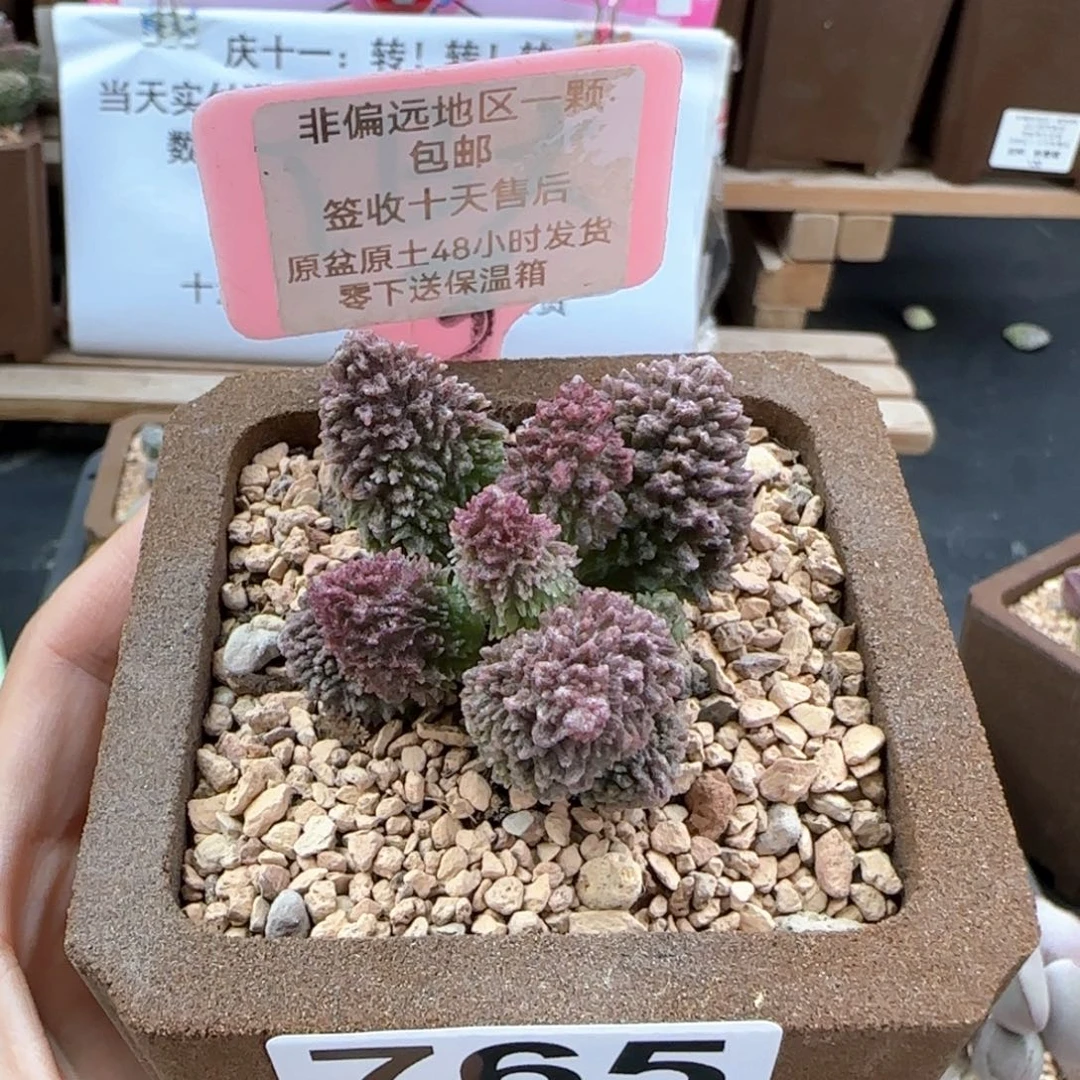 765朱紫玉多肉植物