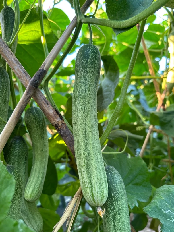 贵州本地老品种旱黄瓜 厚皮黄瓜 露天种植现摘现发